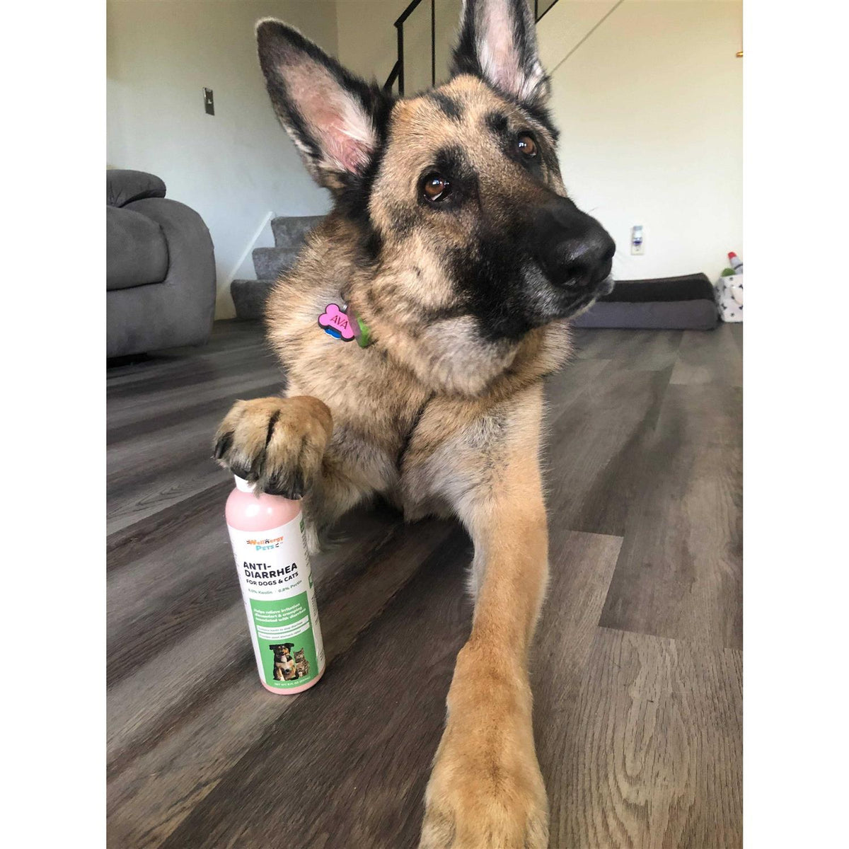 Anti-Diarrhea for Dogs & Cats F636