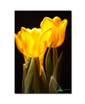 Yellow Tulips Canvas Art N373213