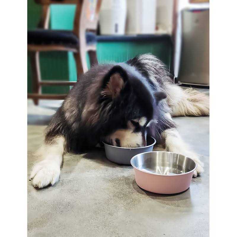Elevated Dog Bowls with 2 Stainless Steel Bowls N1855