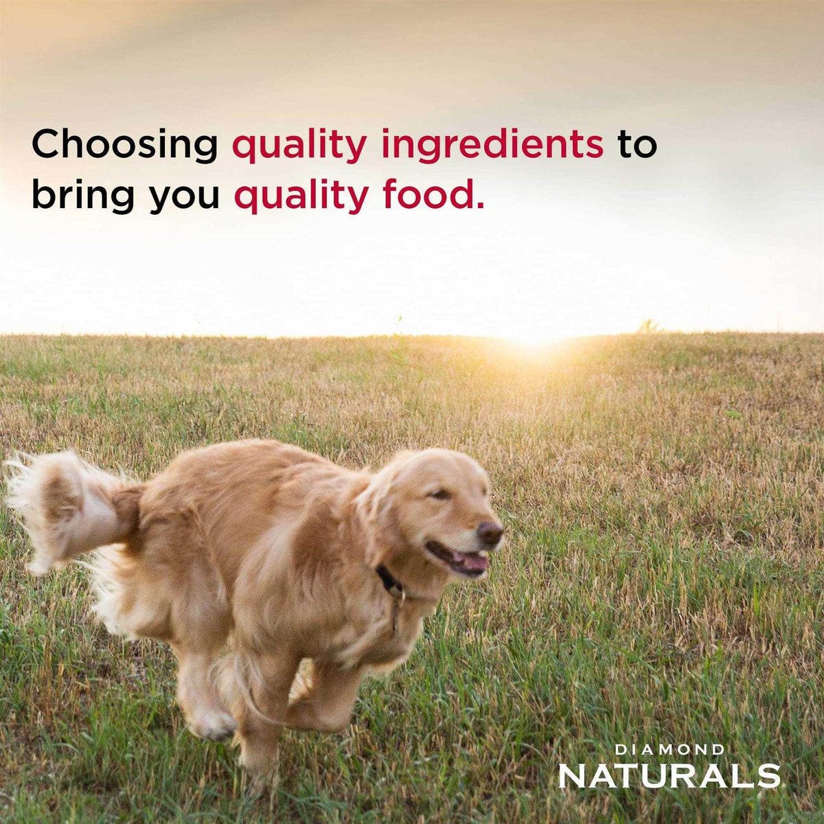 Chicken & Rice Dog Food U72711