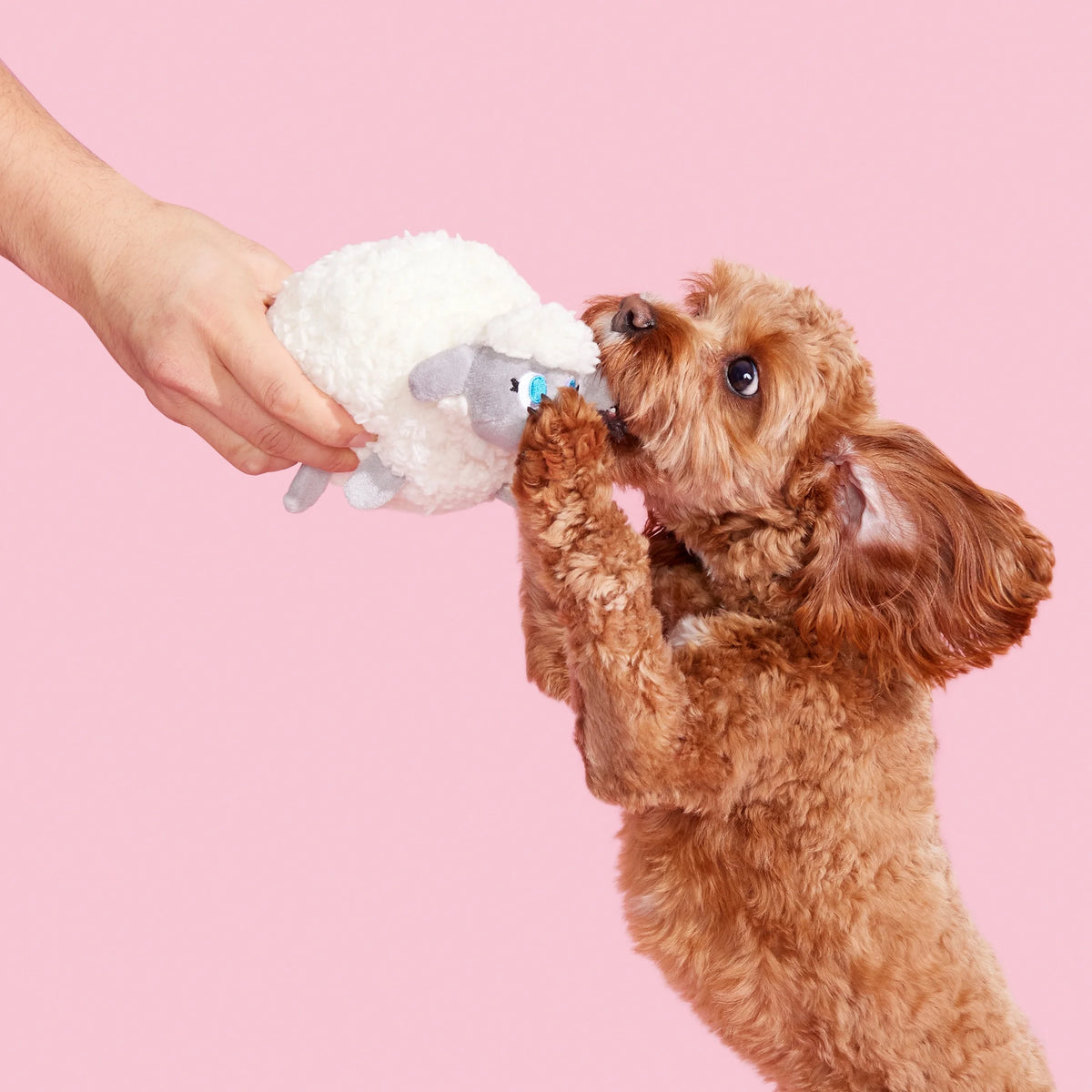 Plush Dog Toys with Crinkle and Squeaker Ball W64552