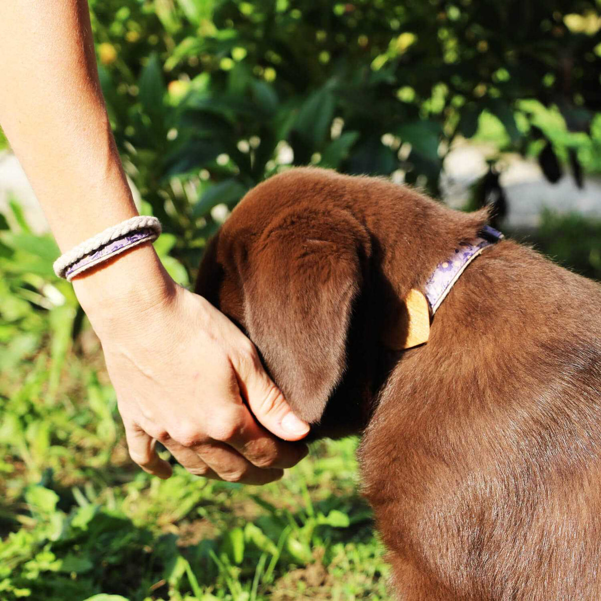 Heart Dog Collar X262
