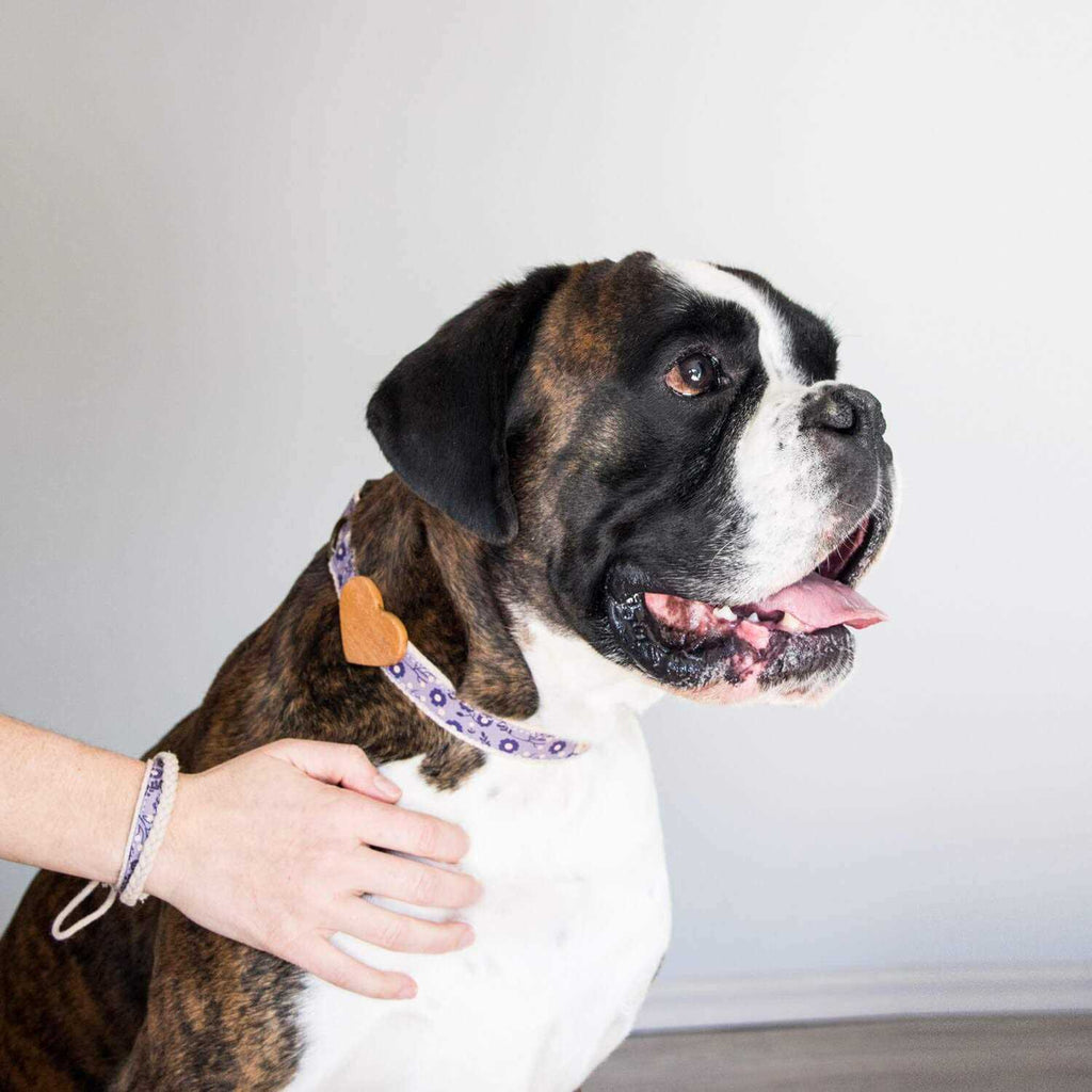 Heart Dog Collar X262