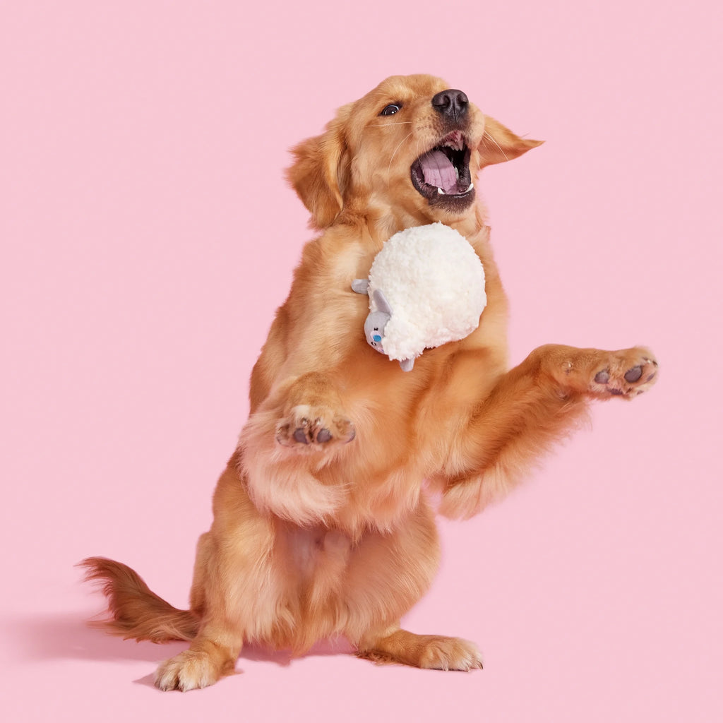 Plush Dog Toys with Crinkle and Squeaker Ball W64552