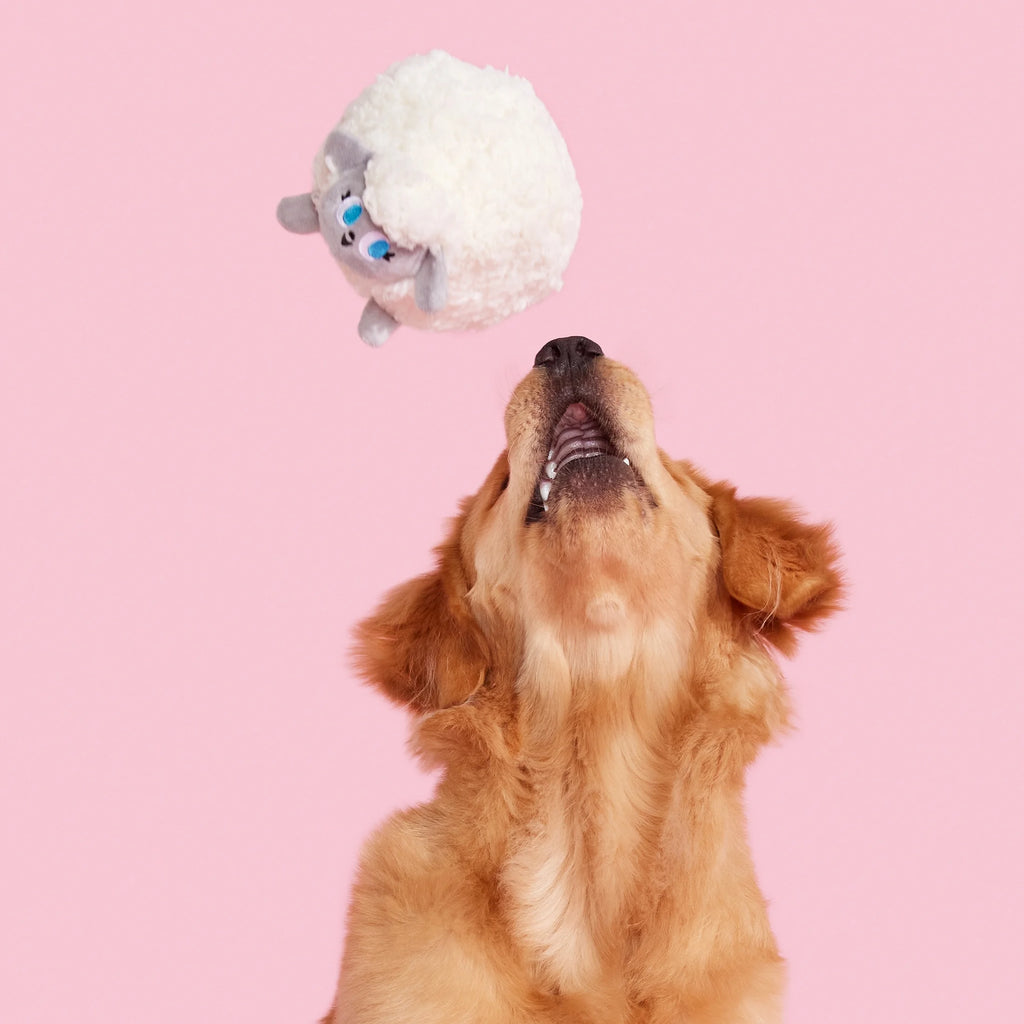 Plush Dog Toys with Crinkle and Squeaker Ball W64552