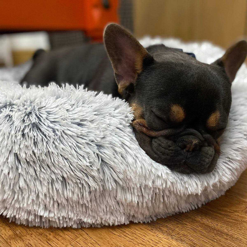 Pet Bed Q93829