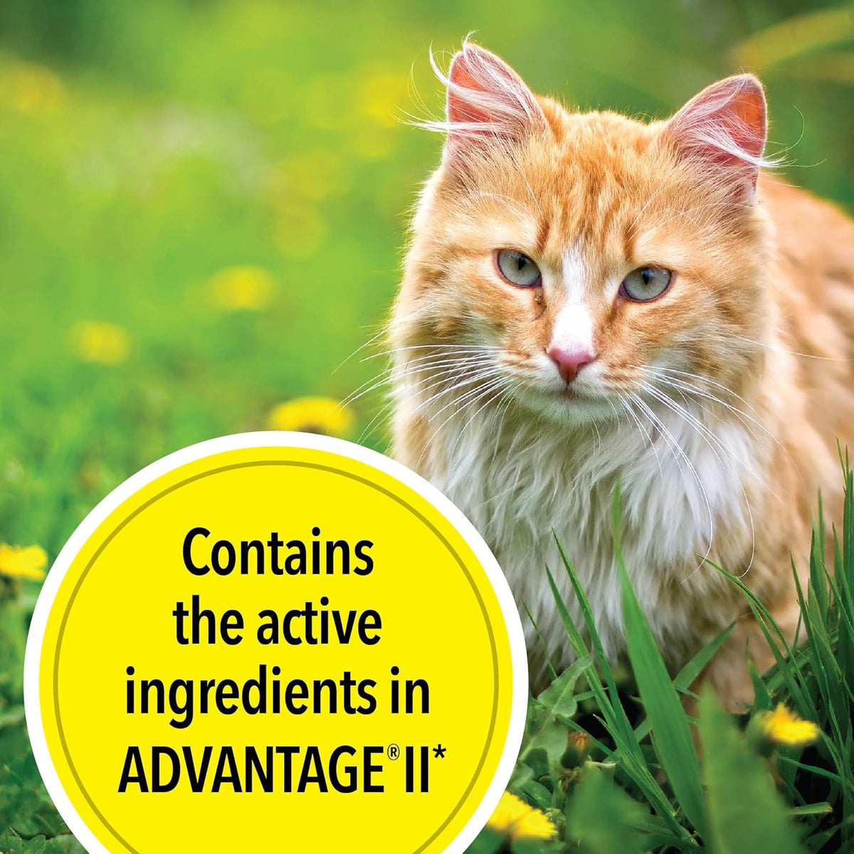 6 Doses Flea Treatment for Large Cats 9+ lbs P54082