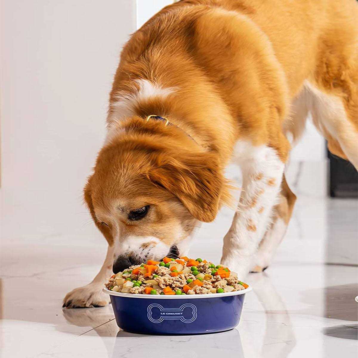 Dog Bowl N752838
