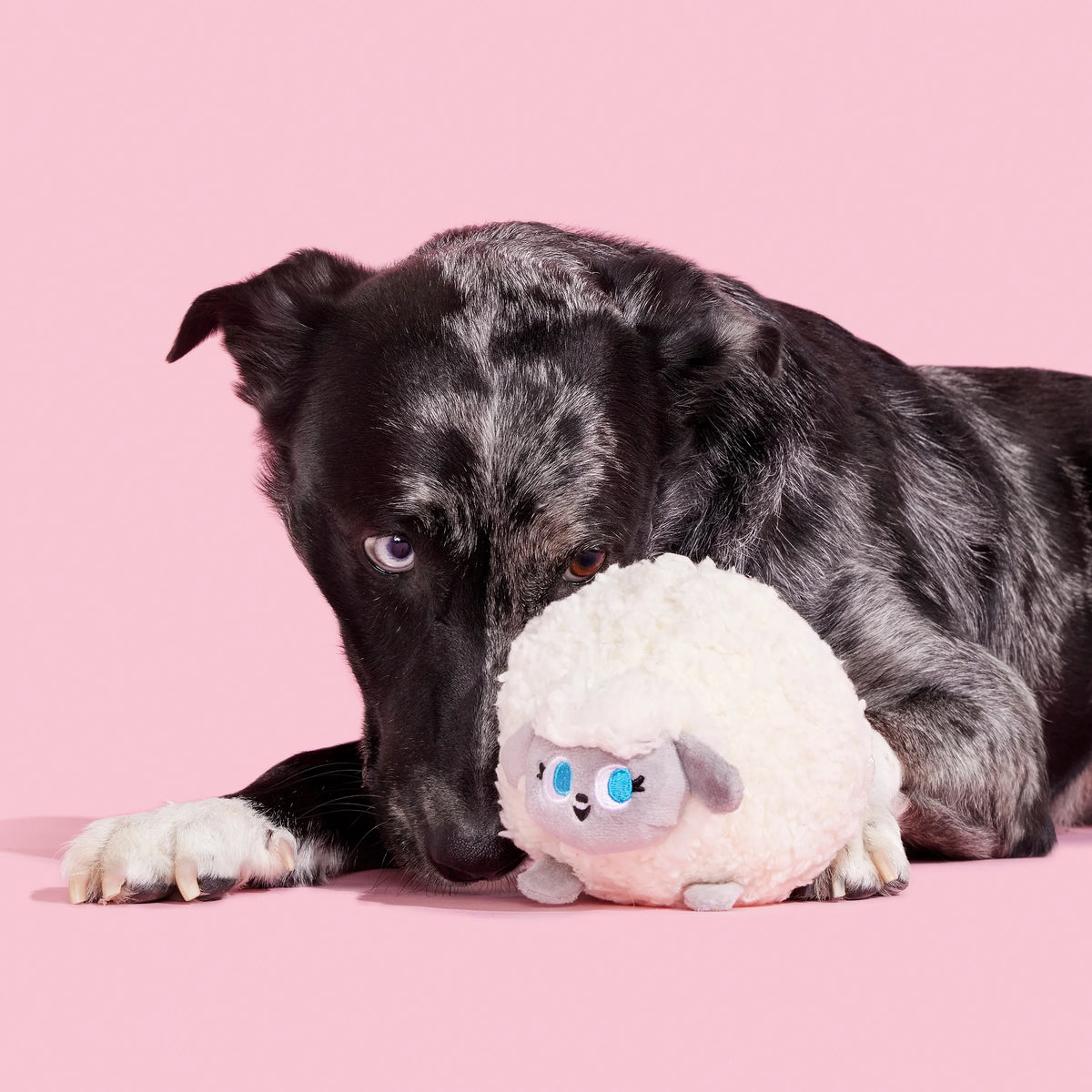Plush Dog Toys with Crinkle and Squeaker Ball W64552
