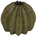 Golden Barrel Cactus Torch A389096