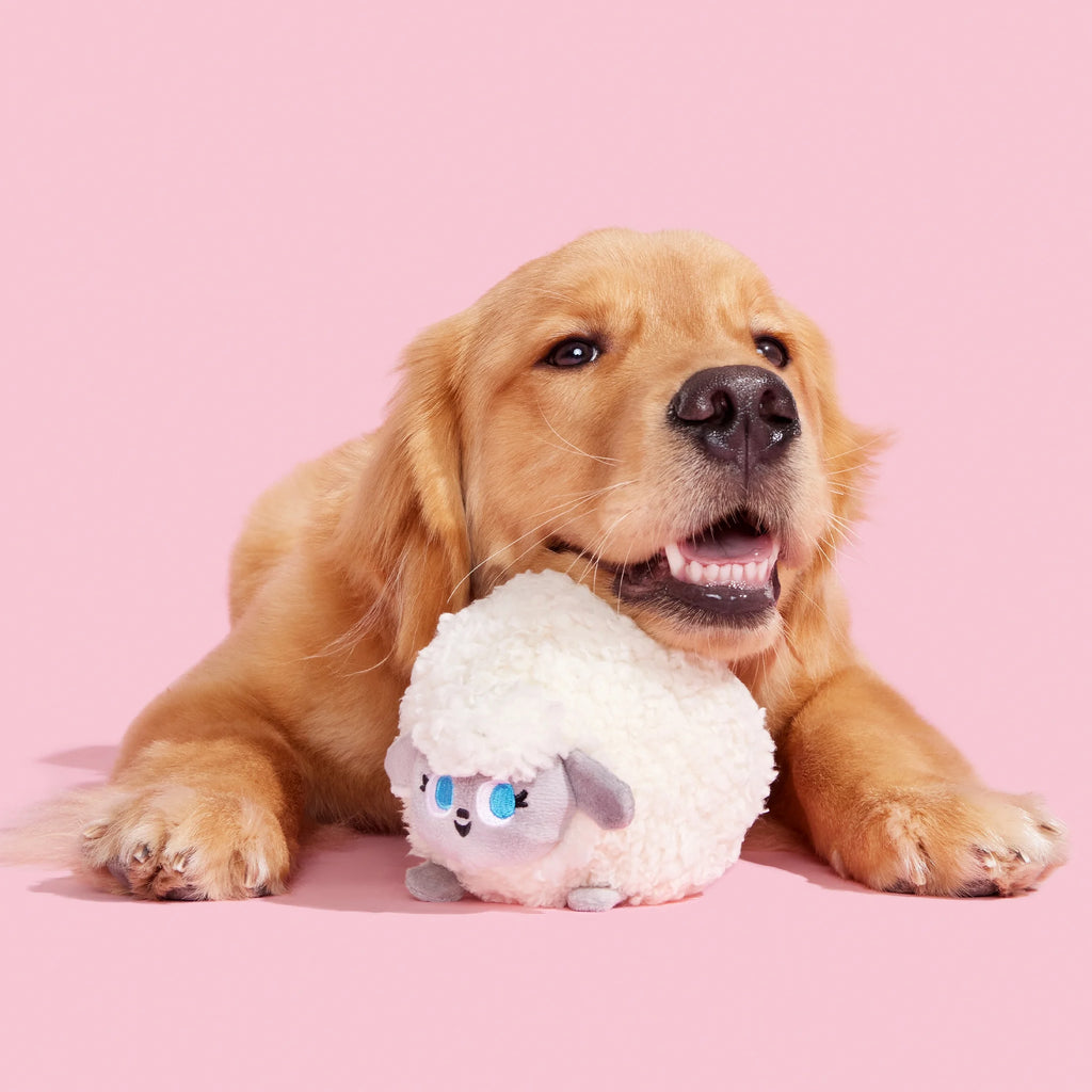 Plush Dog Toys with Crinkle and Squeaker Ball W64552