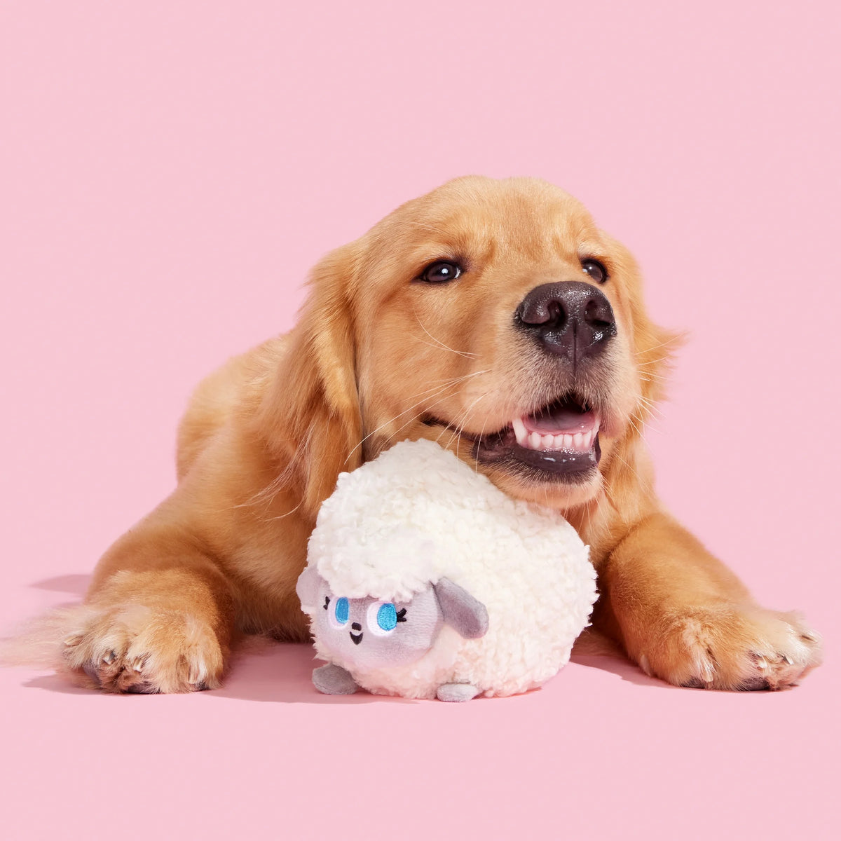 Plush Dog Toys with Crinkle and Squeaker Ball W64552