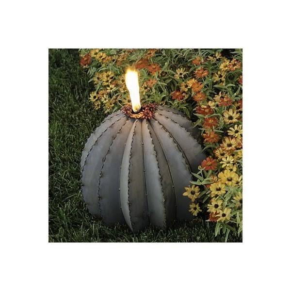 Golden Barrel Cactus Torch A389096