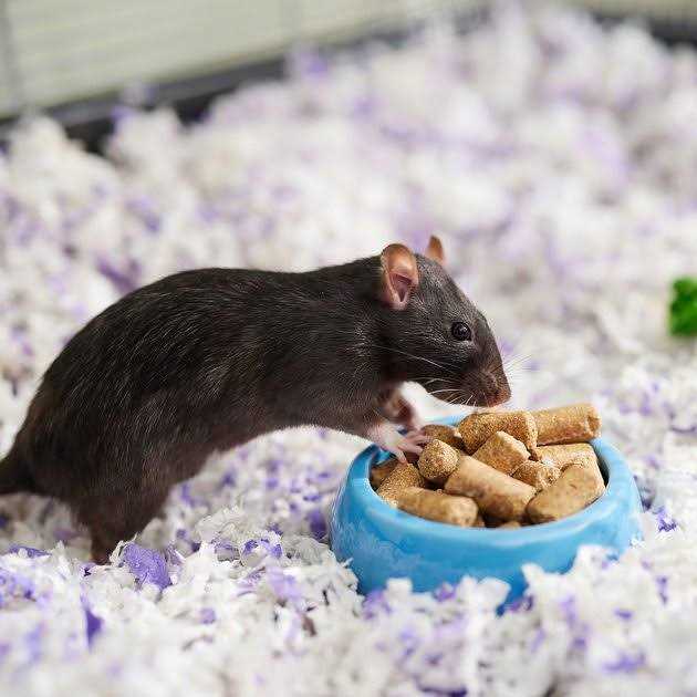 Rodent Diet Cubes Rats & Mice Food A61234