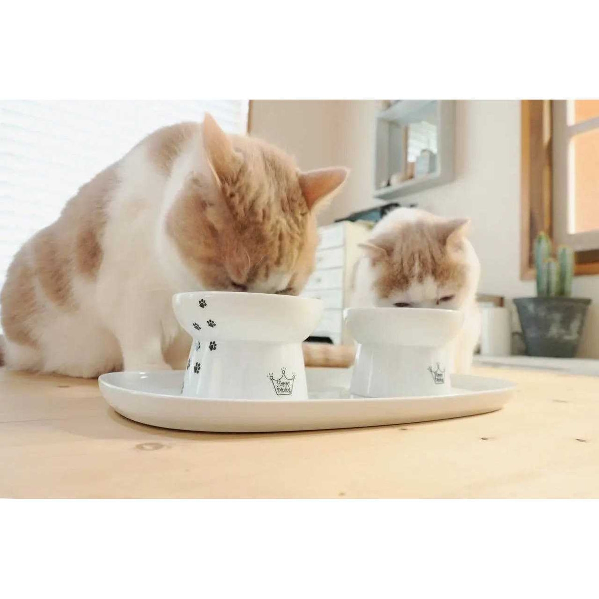 Raised Cat Water Bowl with Measurement Lines A22167