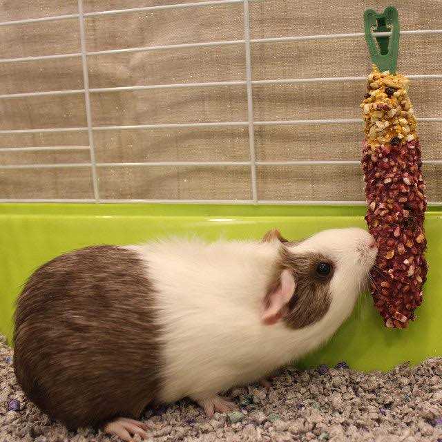 Crunch Sticks Guinea Pig U533650